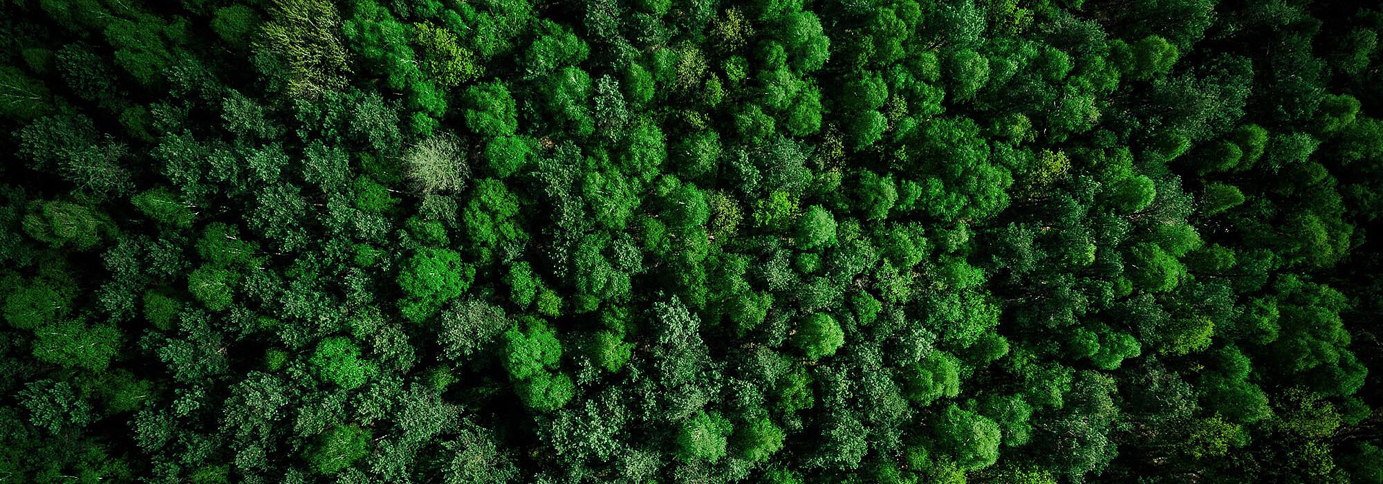 Ein Wald aus der Vogelperspektive